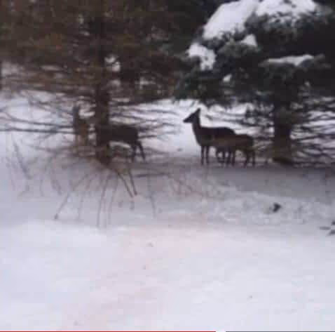 ideas for vine - Shoot nature 