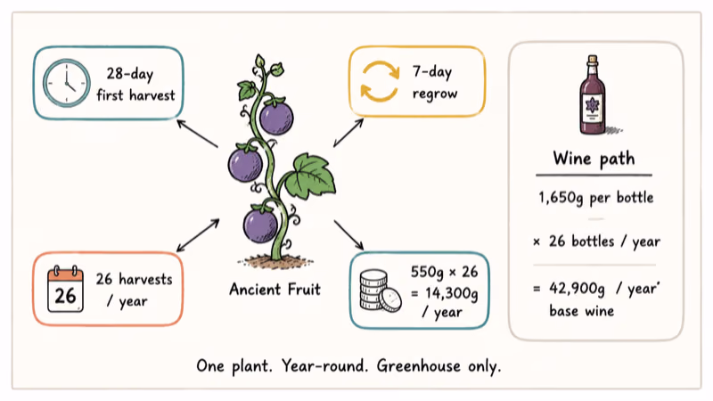 Hand-drawn infographic showing one Ancient Fruit plant earning 14300 gold yearly in the greenhouse
