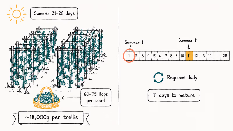 Summer Hops trellis row with daily harvest cycle and yield numbers per plant