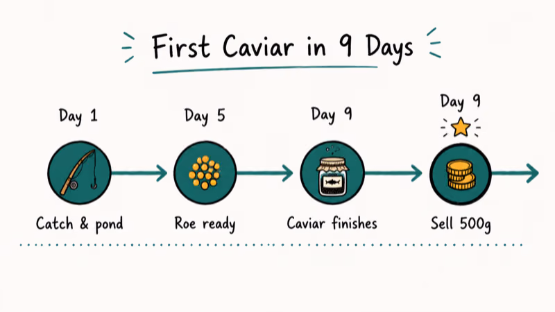 Nine-day timeline from sturgeon catch to first five hundred gold Caviar sale